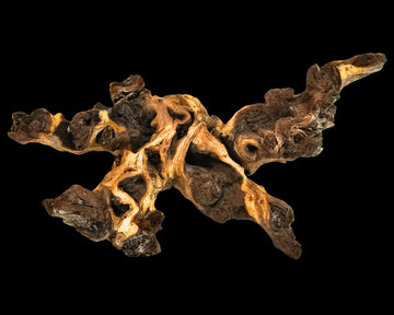 mopani