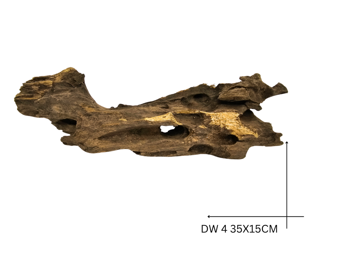 Dragon Wood Koreň – DW 4