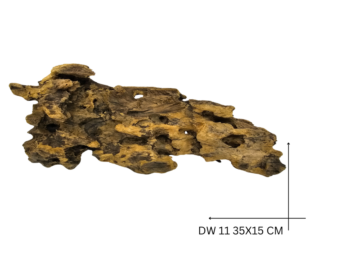 Dragon Wood Koreň – DW 11