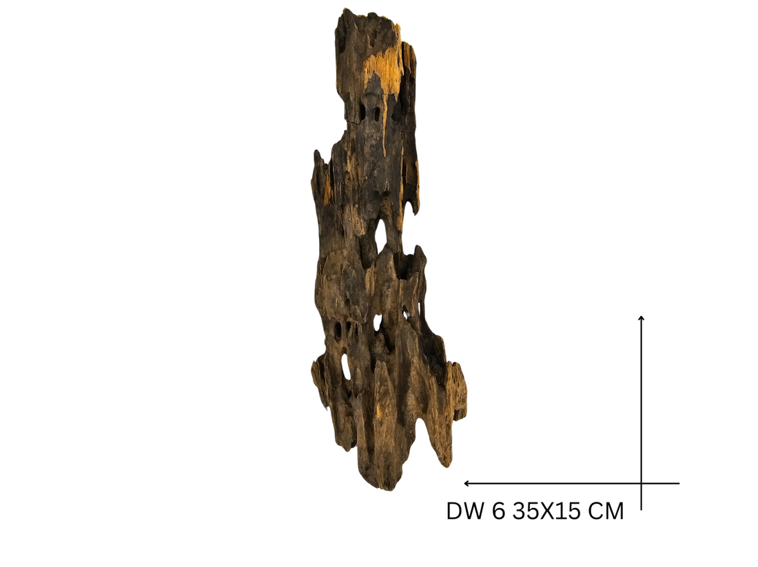 Dragon Wood Koreň – DW 6