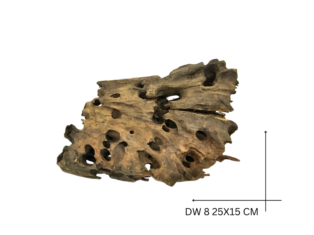 Dragon Wood Koreň – DW 8