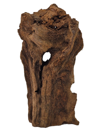 Mangrovenwurzeln 10-15 cm