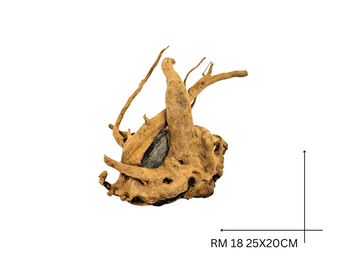 Rote Moorwurzel – RM 18