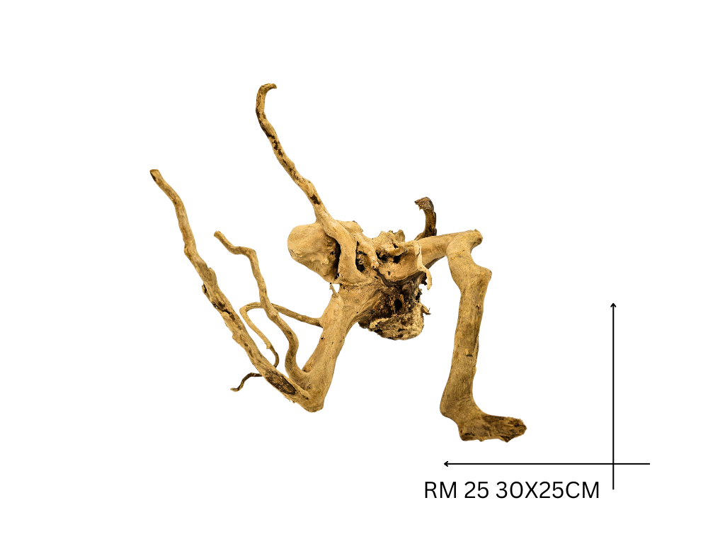 Rote Moorwurzel – RM 25
