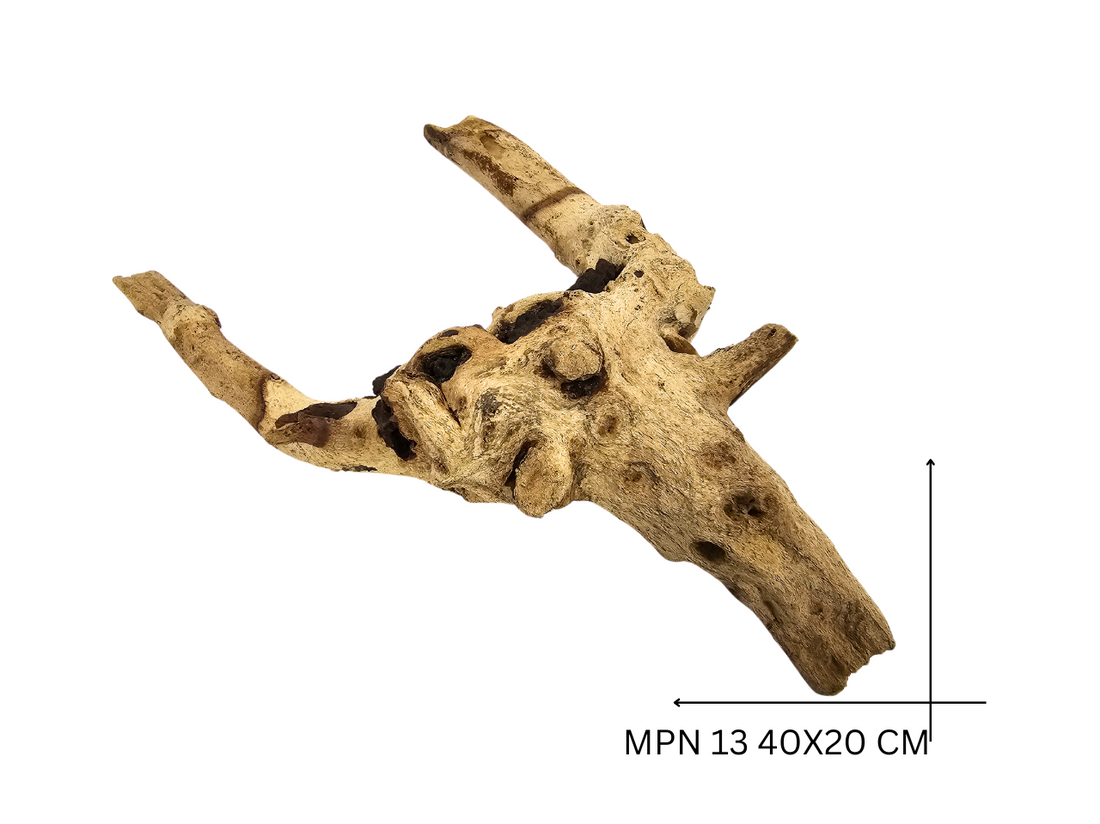 Mopani Koreň – MPN 13