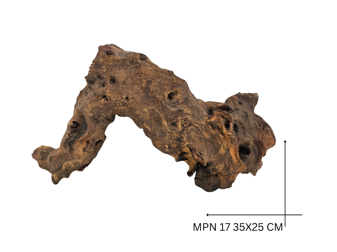 Mopani Koreň – MPN 17