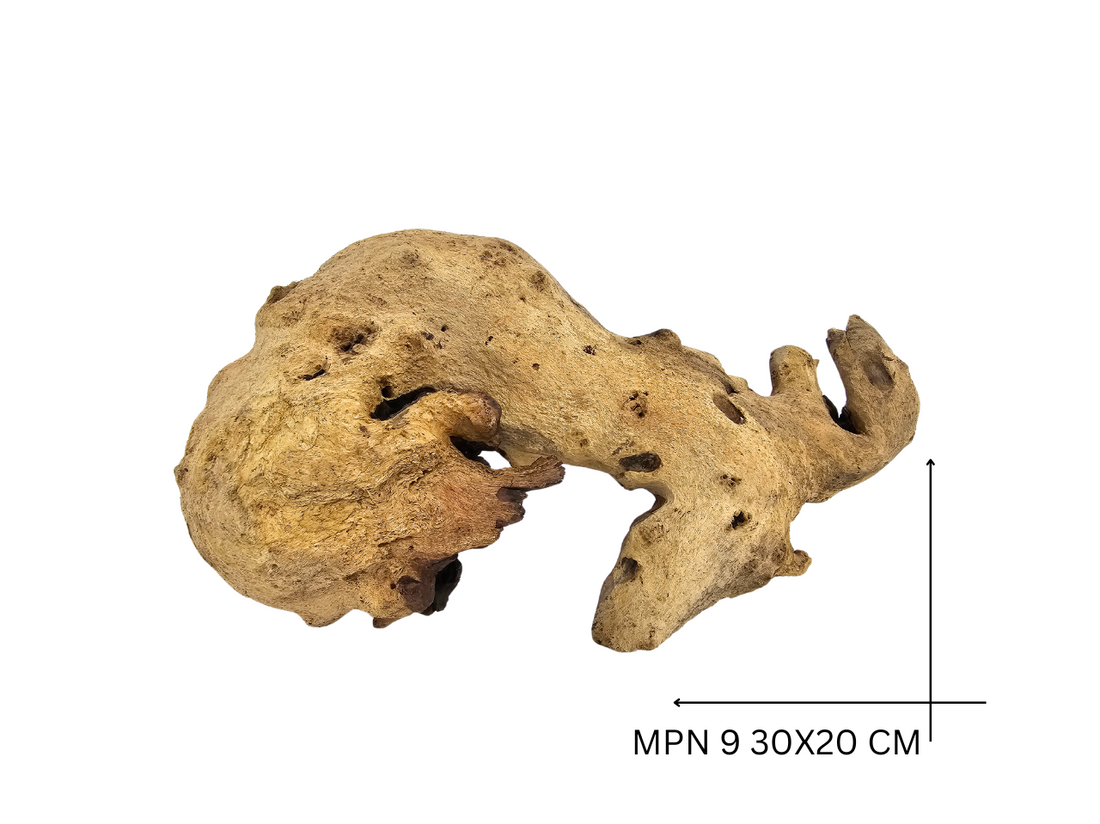 Mopani Koreň – MPN 9