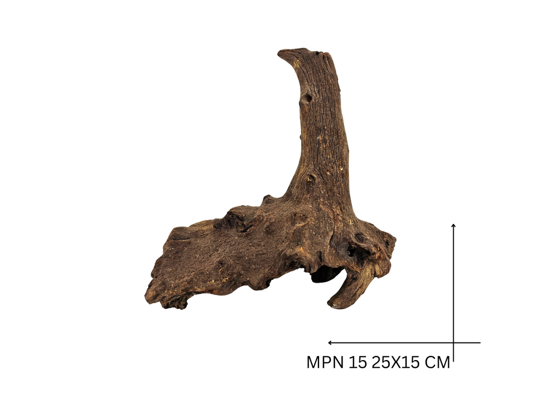 Mopani Koreň – MPN 15