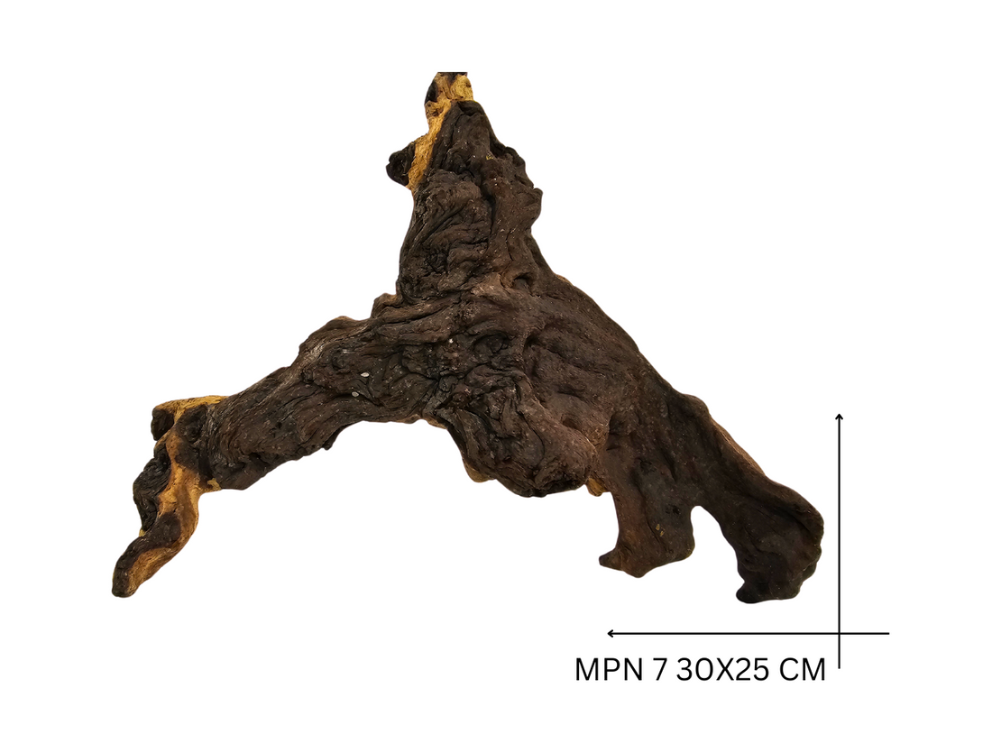 Mopani Koreň – MPN 7