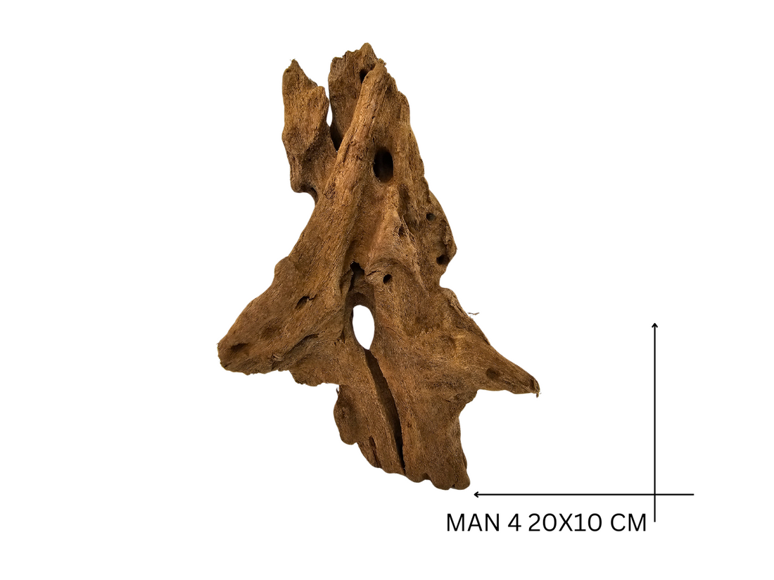 Mangrove Wood Koreň – MAN 4