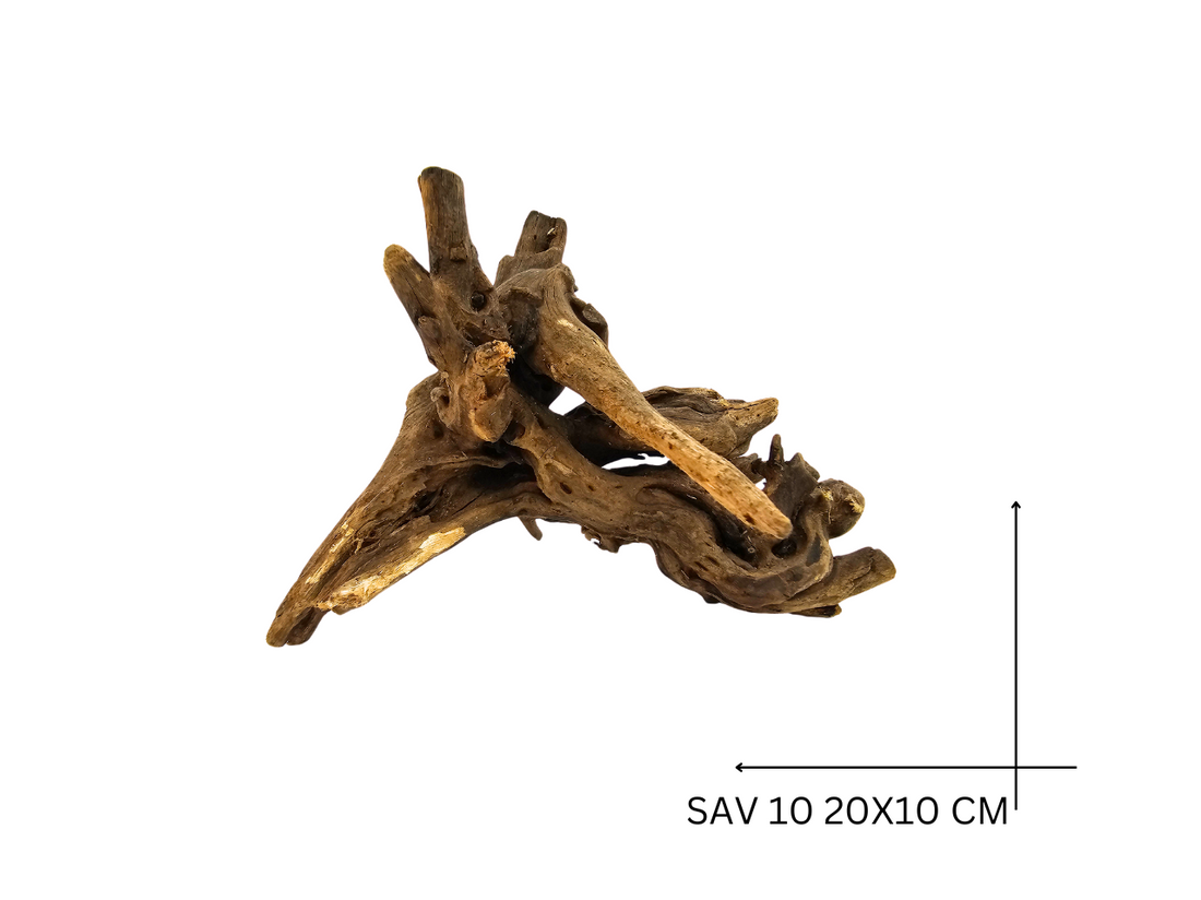 Savanna Wood Koreň – SAV 10