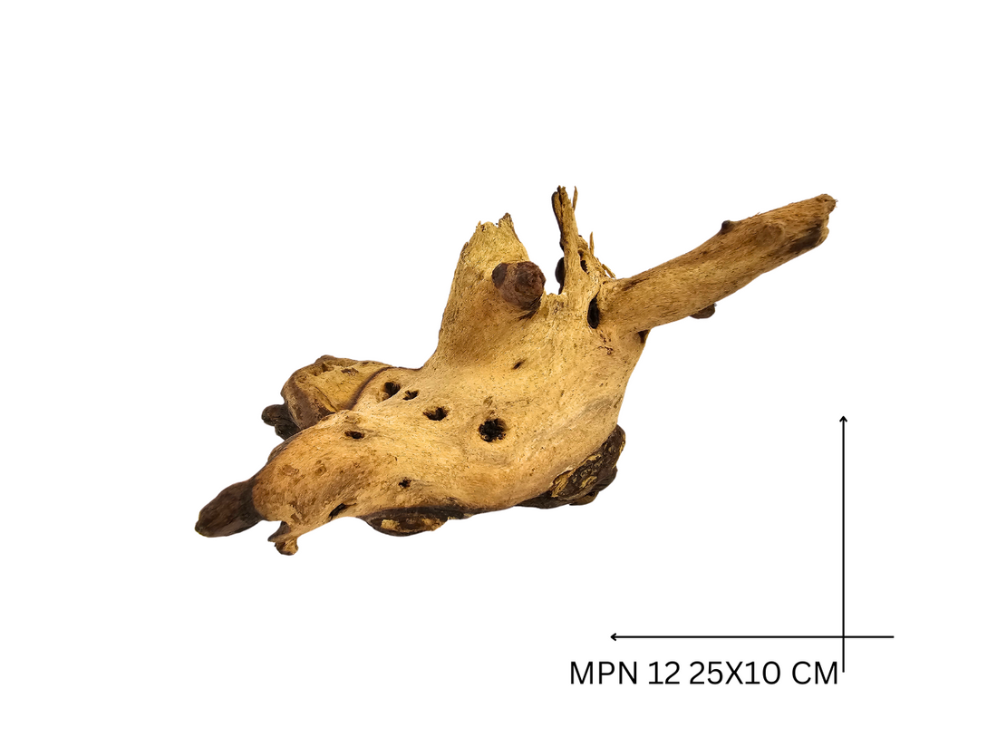 Mopani Koreň – MPN 12