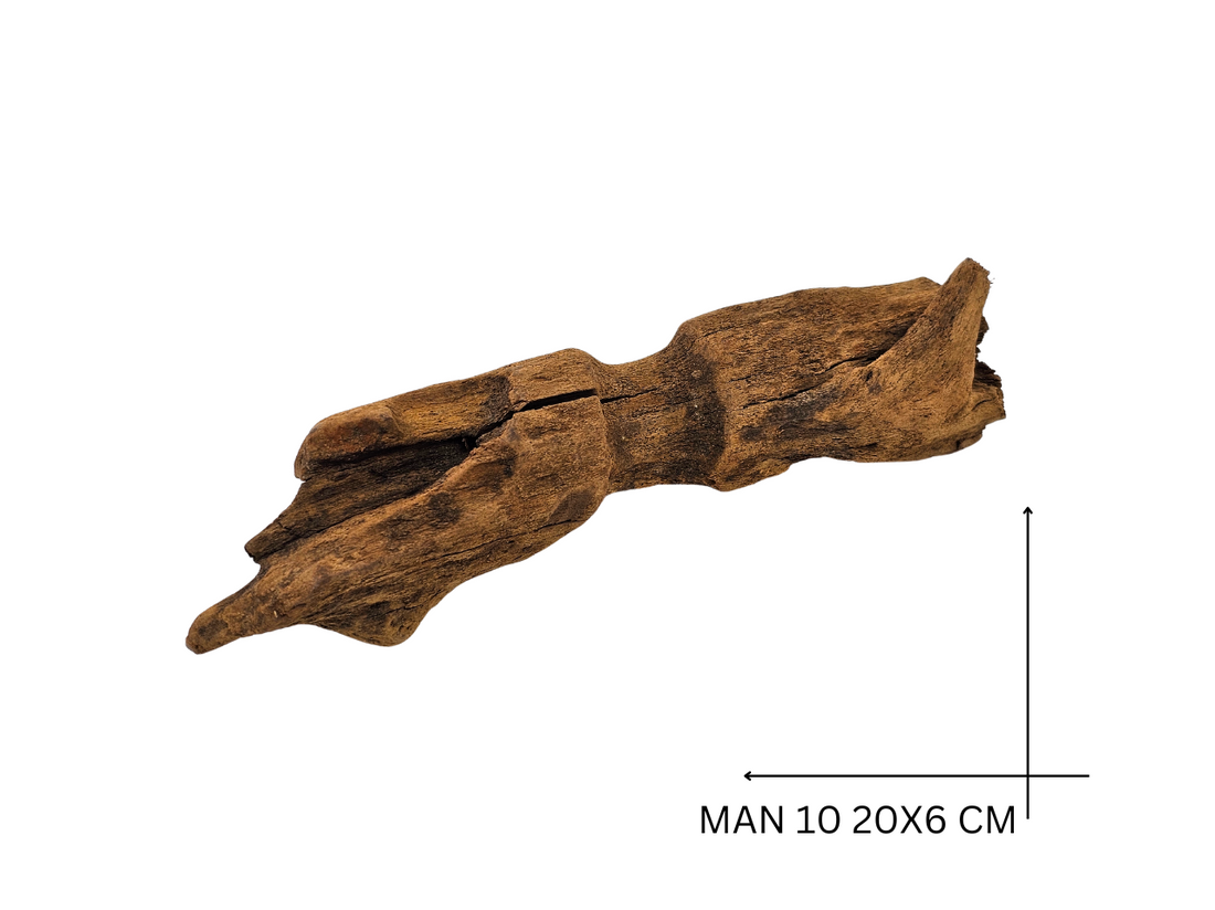 Mangrove Wood Koreň – MAN 10