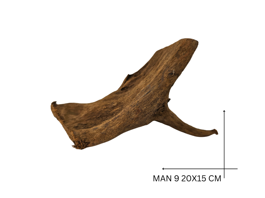 Mangrove Wood Koreň – MAN 9