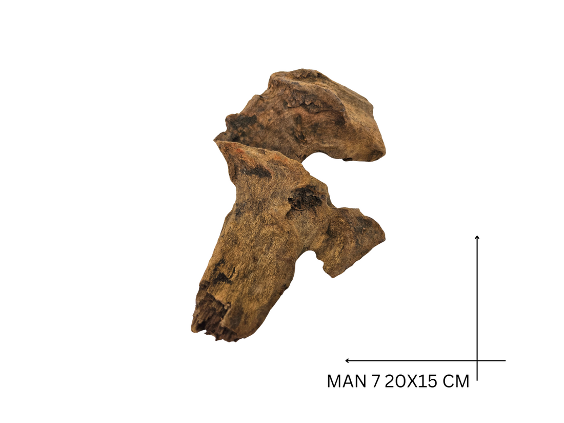 Mangrove Wood Koreň – MAN 7
