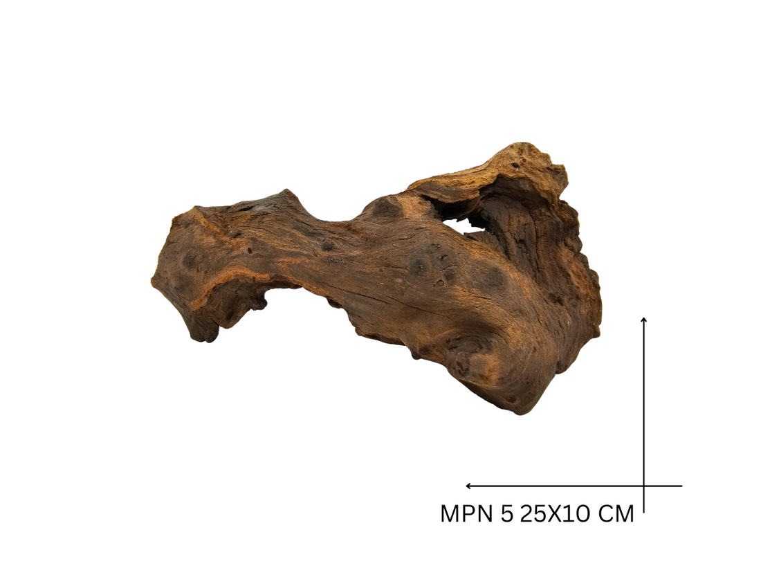 Mopani Koreň – MPN 5