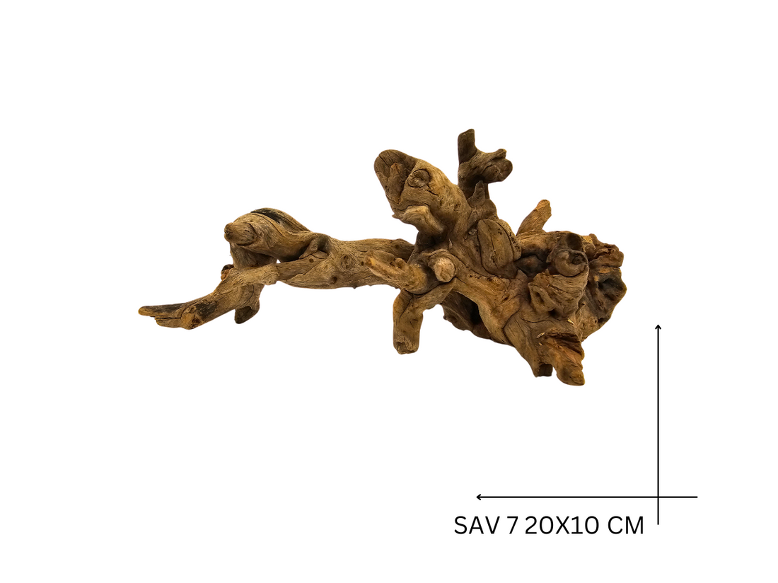 Savanna Wood Koreň – SAV 7
