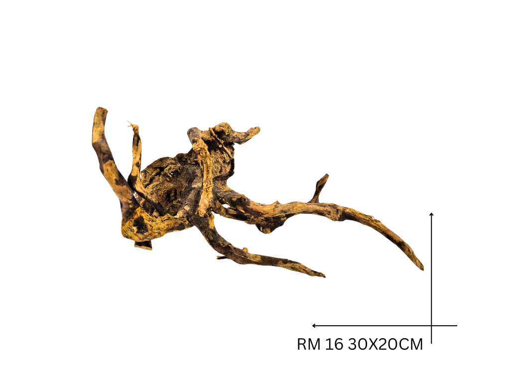 Rote Moorwurzel – RM 16