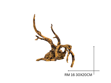 Rote Moorwurzel – RM 16