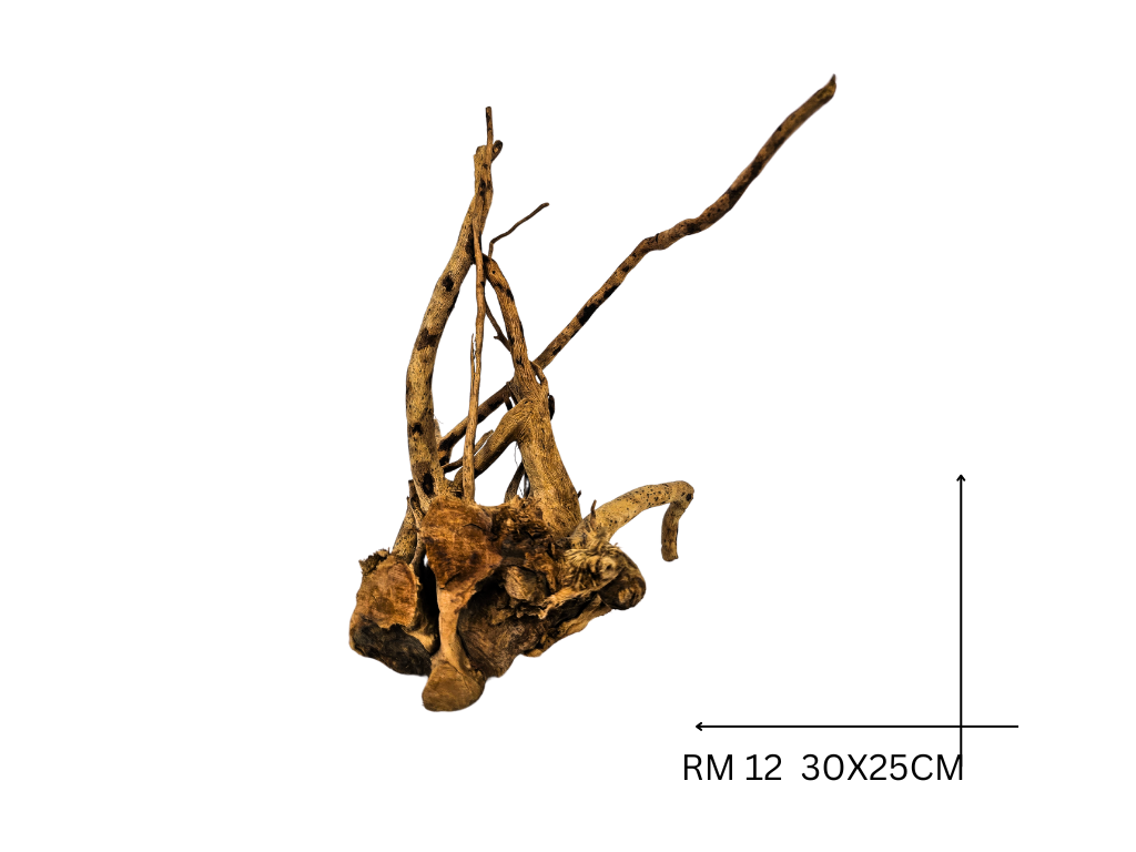 Rote Moorwurzel – RM 12