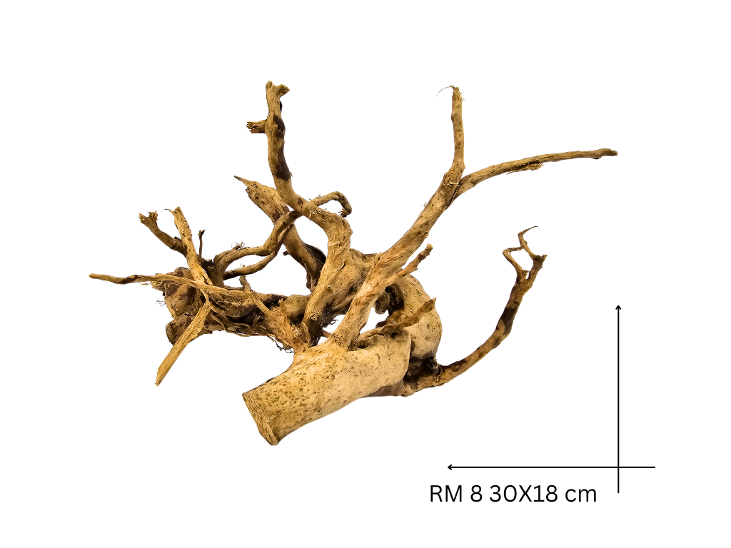 Red Moor Koreň – RM 8