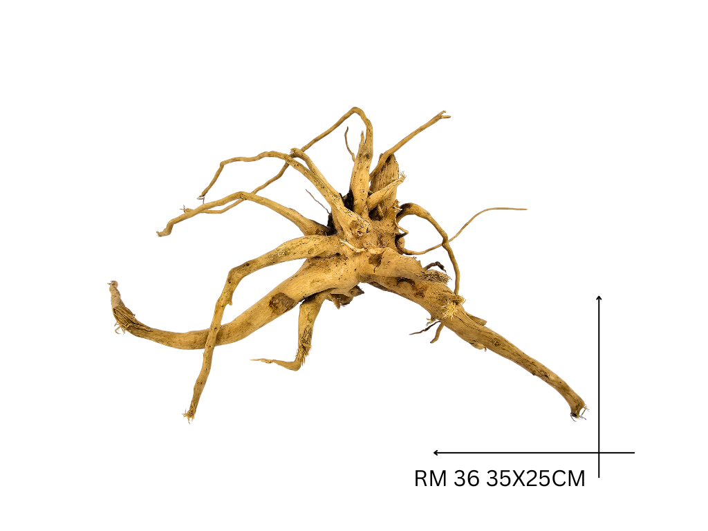Red Moor Koreň – RM 36