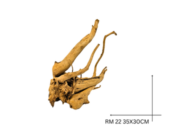Rote Moorwurzel – RM 22