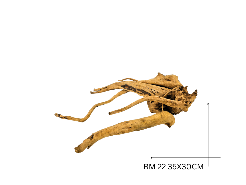 Rote Moorwurzel – RM 22