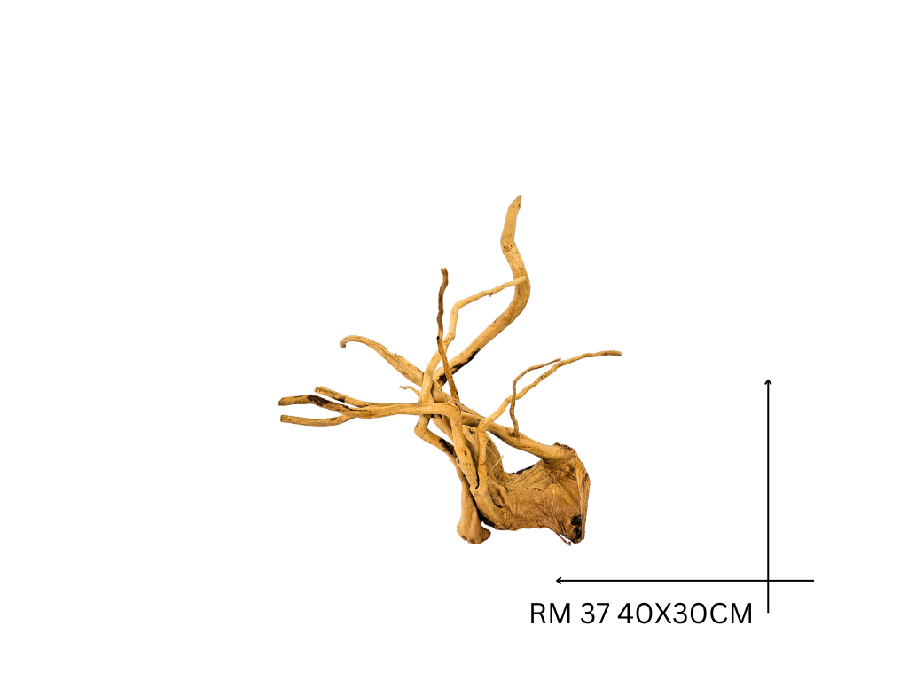 Red Moor Koreň – RM 37