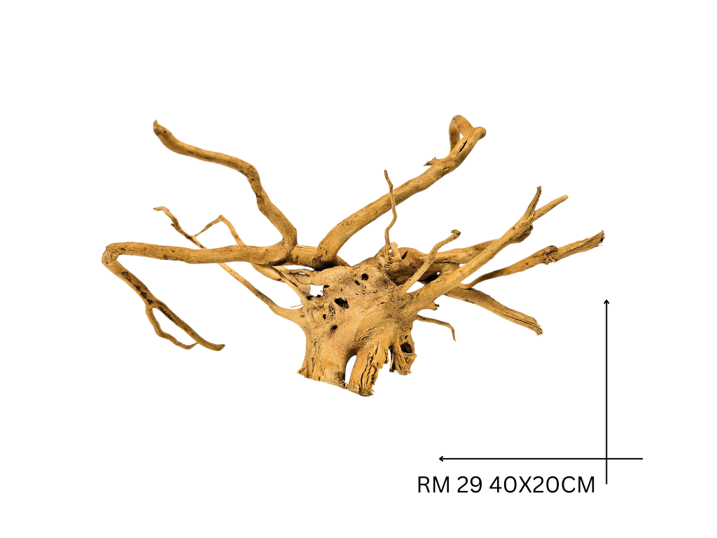 Red Moor Koreň – RM 29