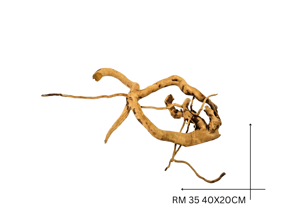 Red Moor Koreň – RM 35