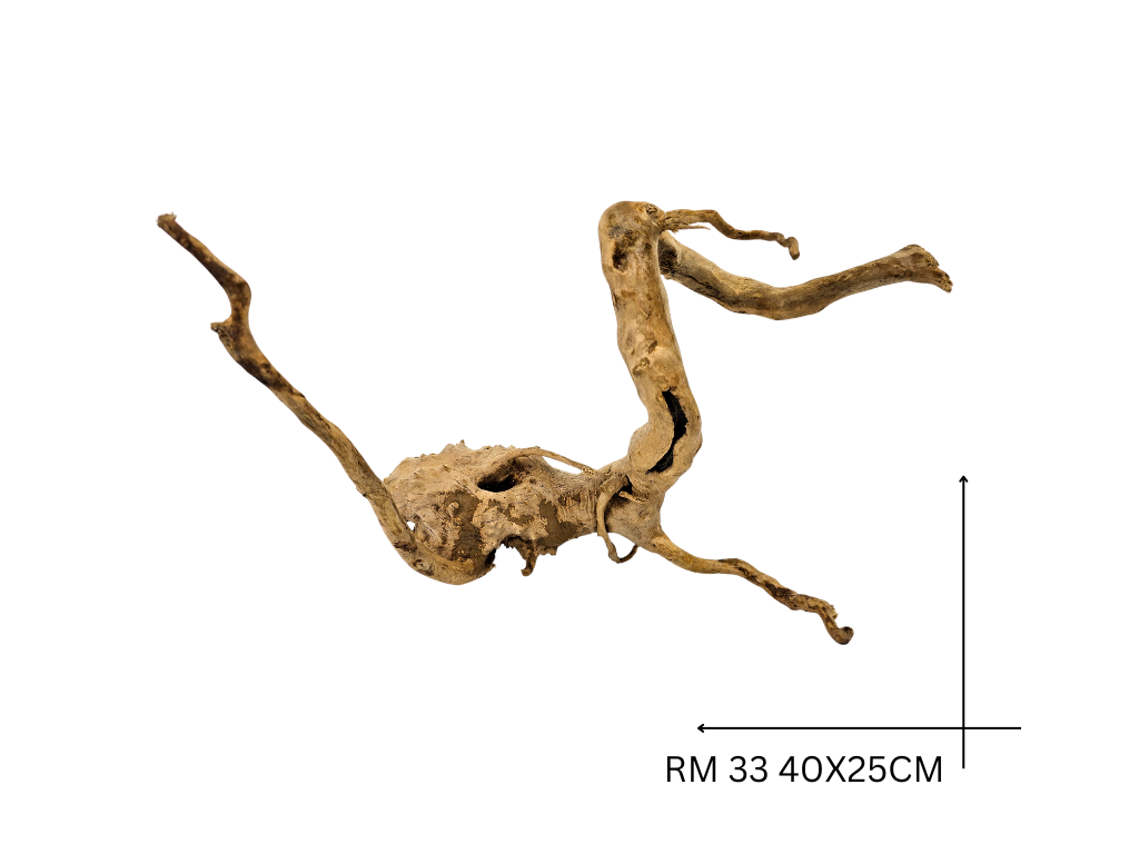 Red Moor Koreň – RM 33