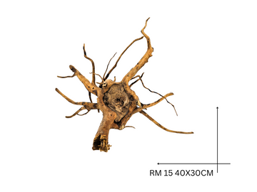 Rote Moorwurzel – RM 15