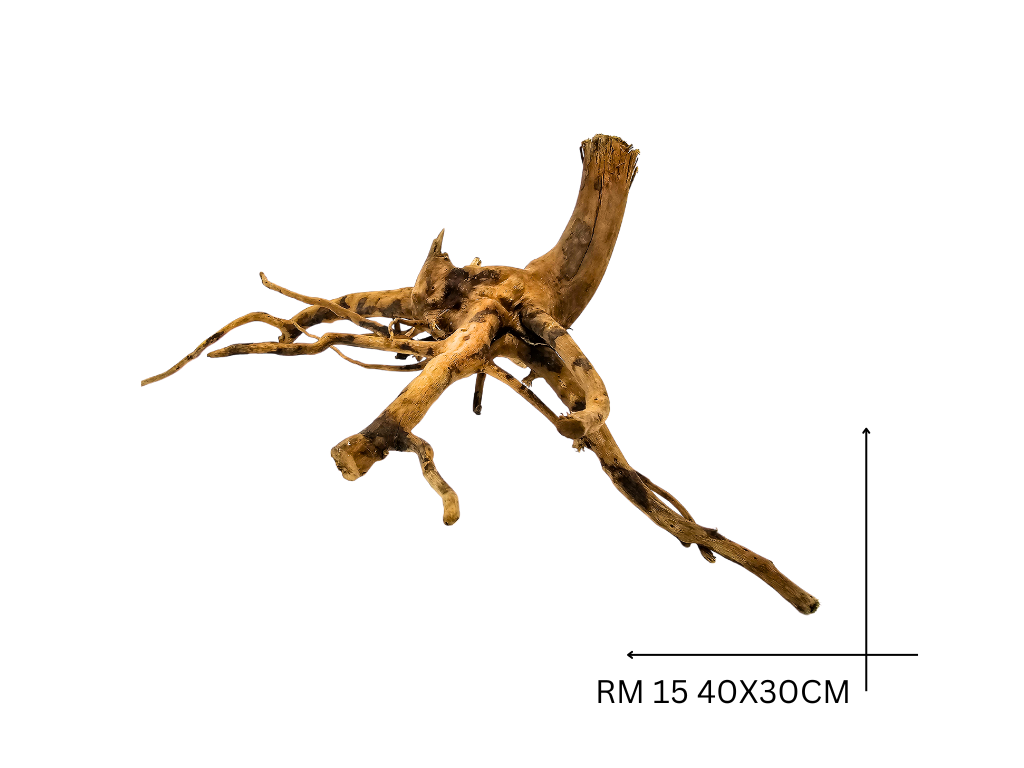 Rote Moorwurzel – RM 15
