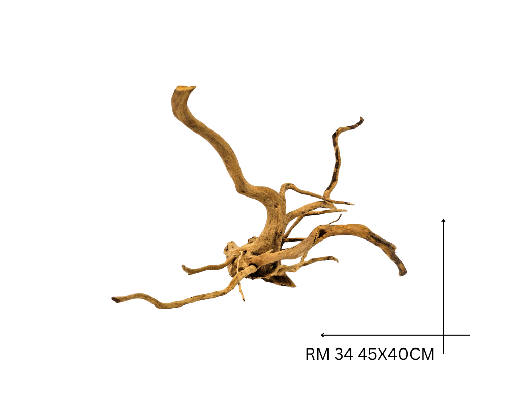 Red Moor Koreň – RM 34