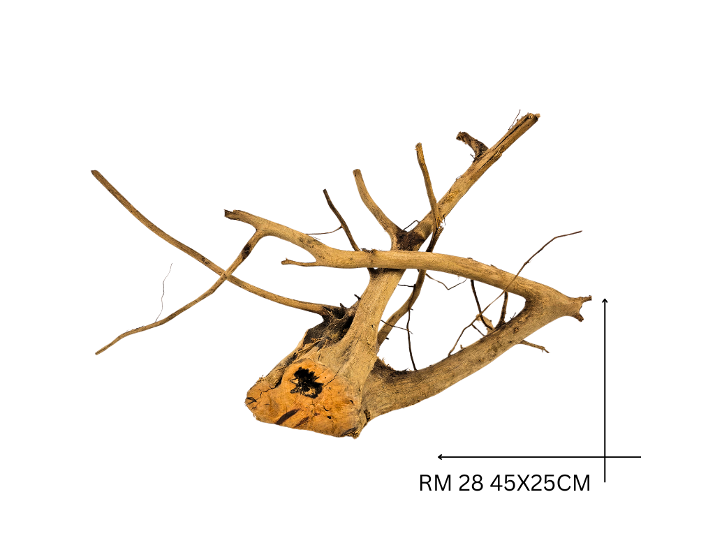 Red Moor Koreň – RM 28