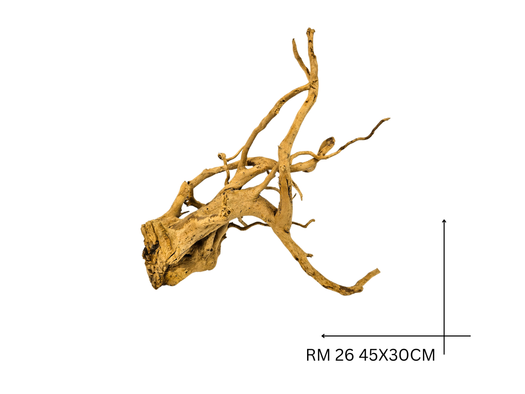 Red Moor Koreň – RM 26