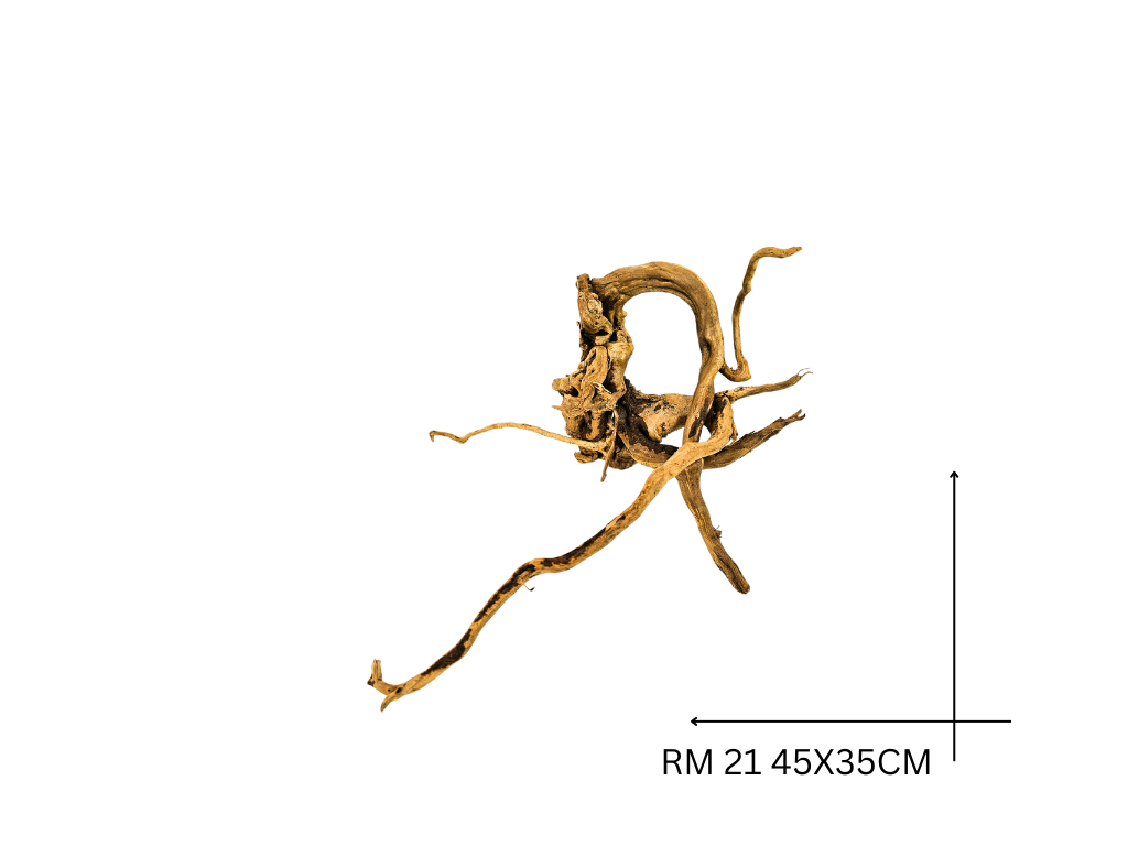 Rote Moorwurzel – RM 21