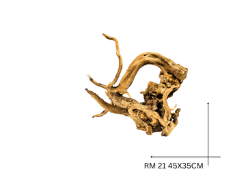 Rote Moorwurzel – RM 21