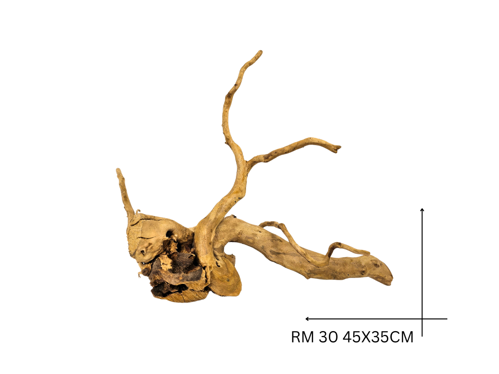 Red Moor Koreň – RM 30