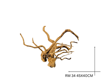 Red Moor Koreň – RM 34