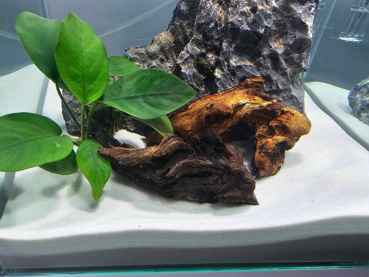 akvarium s bielym kremicitym pieskom