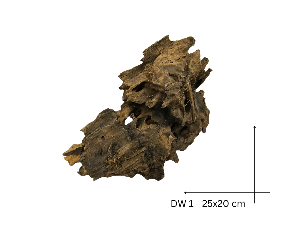 Dragon Wood Koreň – DW 1