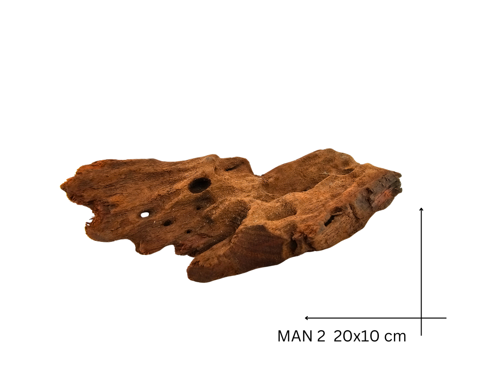 Mangrove Wood Koreň – MAN 2