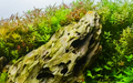ohko rock