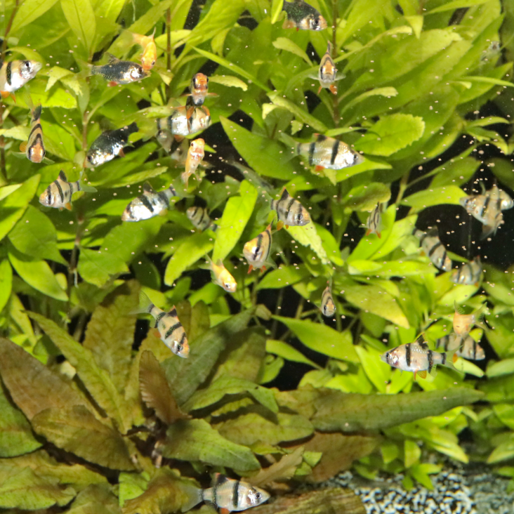 JBL PRONOVO DANIO GRANO XS