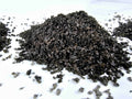 cadicovy strk do akvaria 2-3 mm
