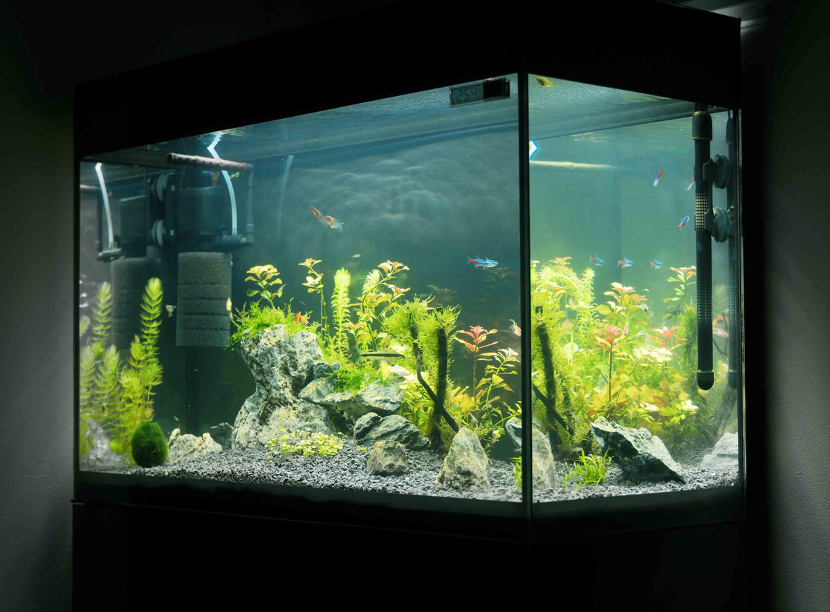 akvarium s cadicovym strkom a pieskom pre lepsi rast rastlin
