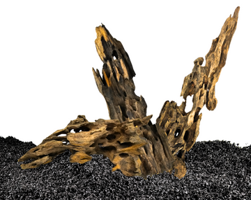 dragon wood