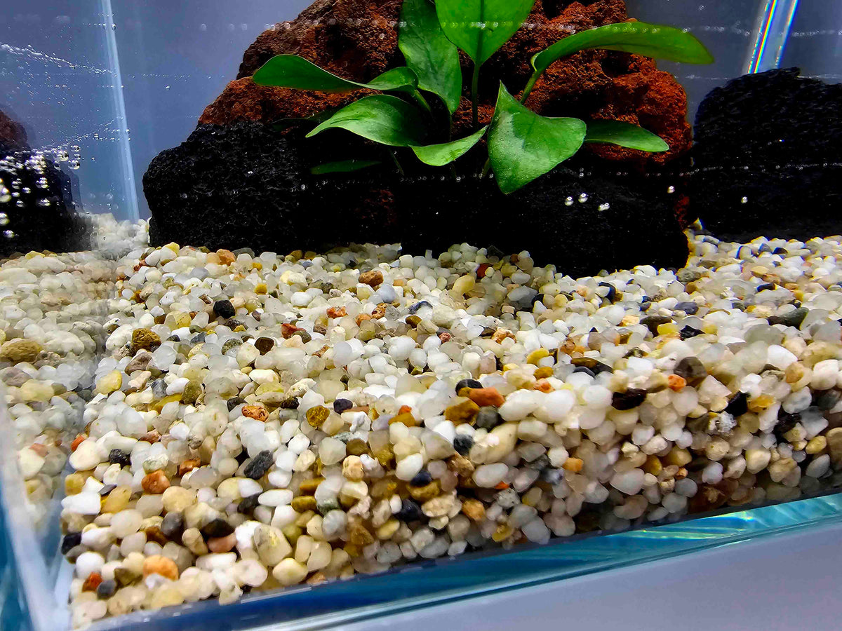 akvarium s kremicitym strkom
